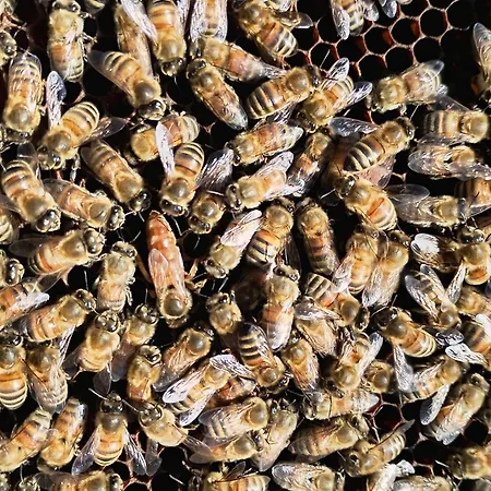 La Collina Delle Api Farma